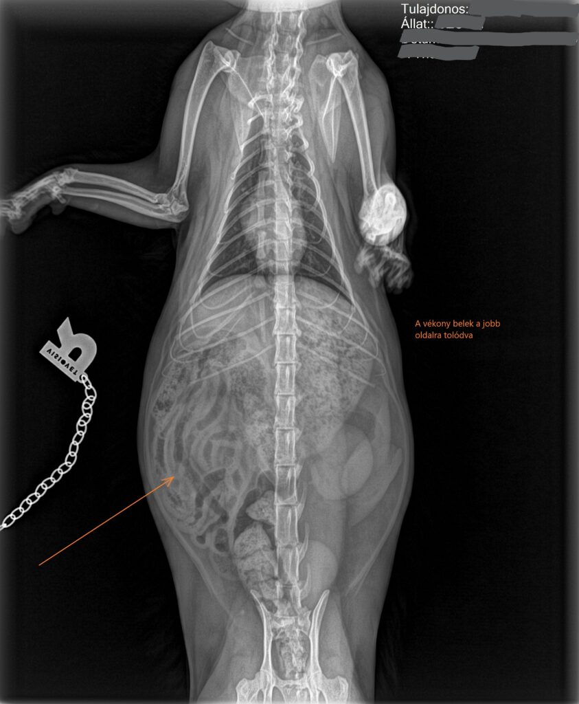 Macska röntgen - vékony belek egy oldalon